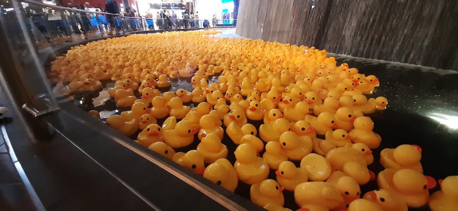 DUCKS